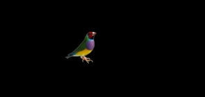 七彩鳥品牌logo