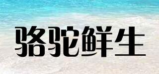 駱駝鮮生品牌logo