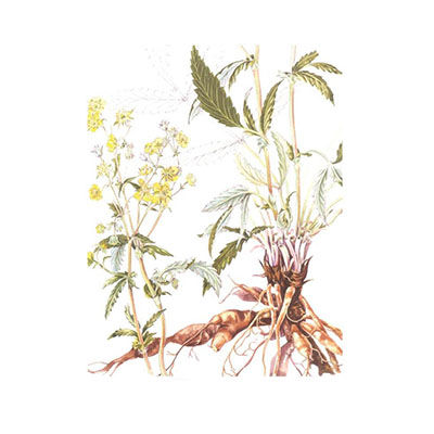 翻白草十大牌子排行榜