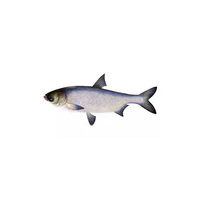 精靈魚十大牌子排行榜