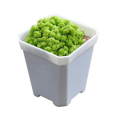 護(hù)盆草十大牌子排行榜