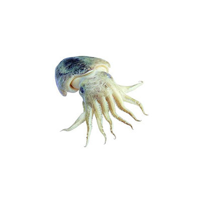 魷魚尾十大牌子排行榜