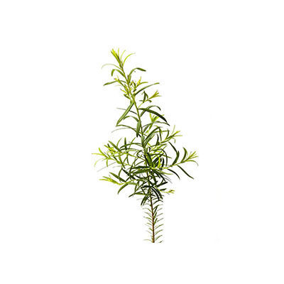 茶樹(shù)十大牌子排行榜