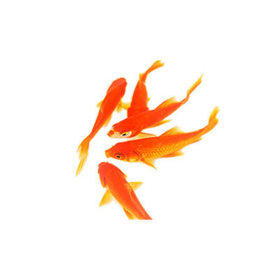 紅鯉魚十大牌子排行榜