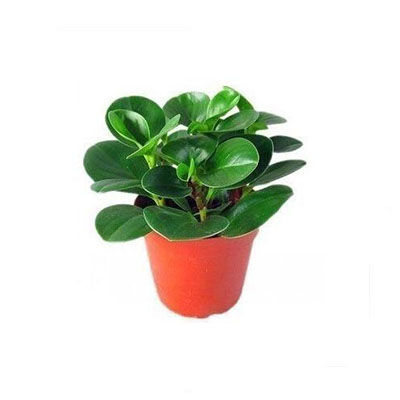 椒草十大牌子排行榜