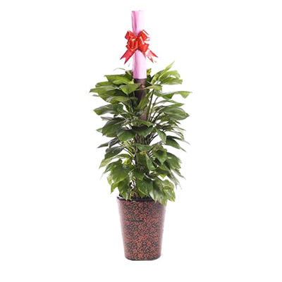 喬遷送禮盆栽十大牌子排行榜