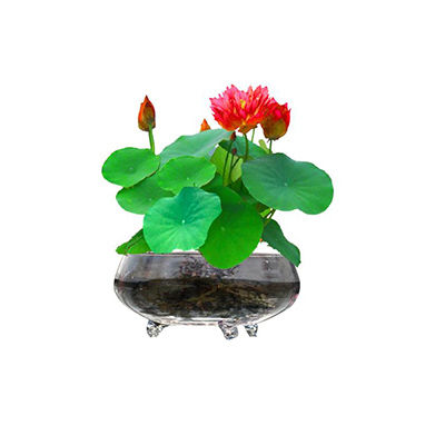 碗蓮花盆十大牌子排行榜