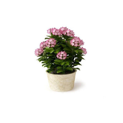 室內(nèi)花十大牌子排行榜