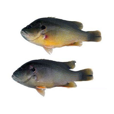 親親魚十大牌子排行榜