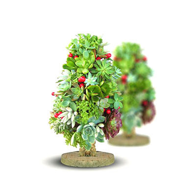 多肉創(chuàng)意花盆十大牌子排行榜