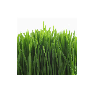 麥草十大牌子排行榜