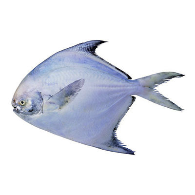 海洋魚十大牌子排行榜