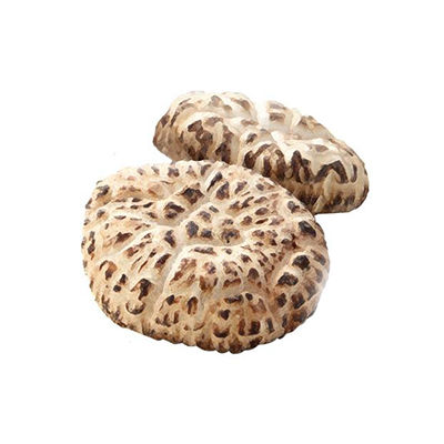 白花菇十大牌子排行榜