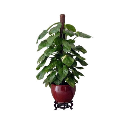 綠蘿花瓶十大牌子排行榜