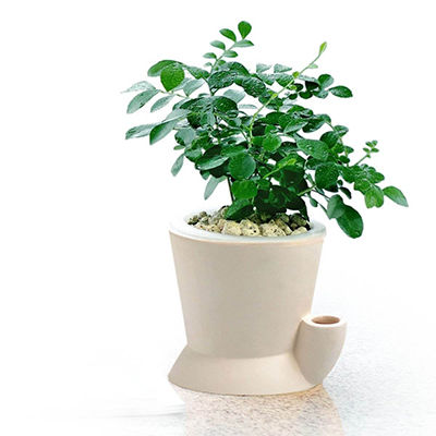 創(chuàng)意綠植十大牌子排行榜