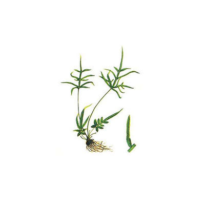 鳳尾草十大牌子排行榜