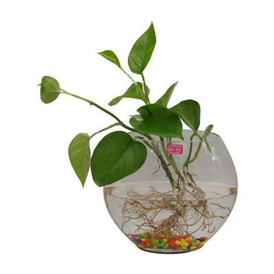 水培玻璃瓶十大牌子排行榜