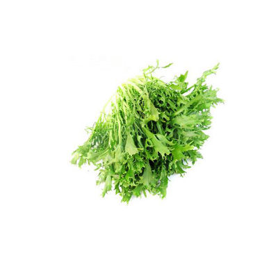 苦菊十大牌子排行榜