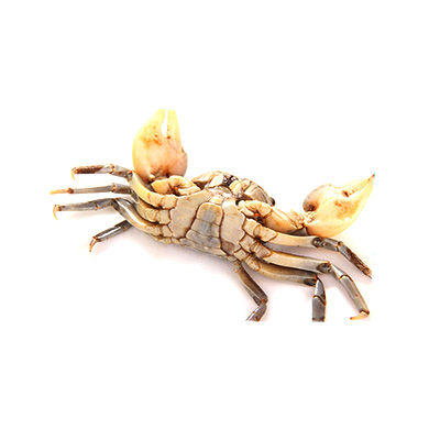 白玉蟹十大牌子排行榜