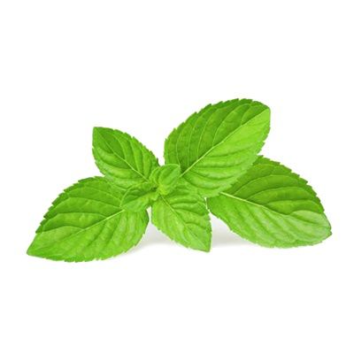 驅(qū)蚊草十大牌子排行榜
