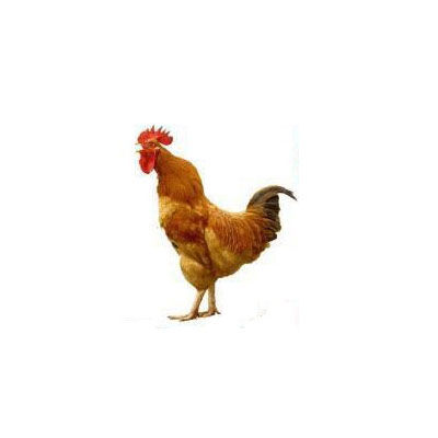 散養(yǎng)雞十大牌子排行榜