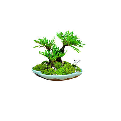 復活草十大牌子排行榜