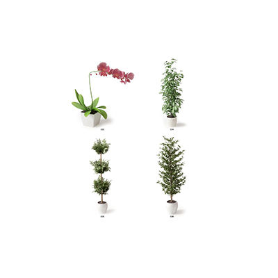 盆栽蘭花十大牌子排行榜
