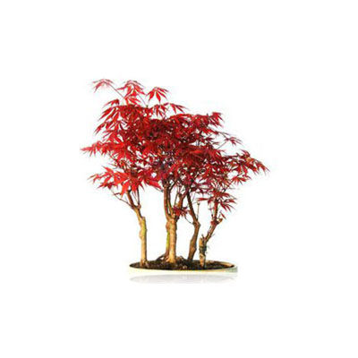 紅楓樹苗十大牌子排行榜
