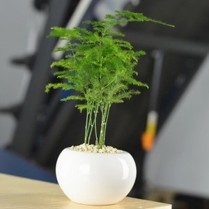 柏樹苗十大牌子排行榜