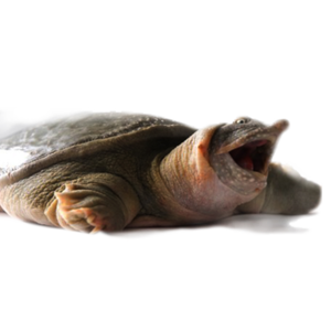 甲魚十大牌子排行榜