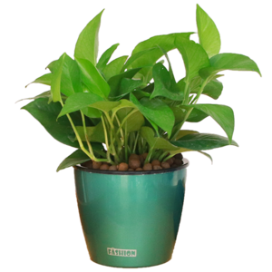 水植物盆栽十大牌子排行榜