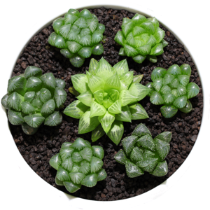玉露多肉植物十大牌子排行榜