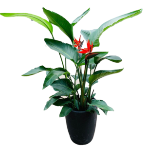室內(nèi)盆景植物十大牌子排行榜
