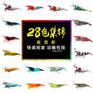 蝦缸十大牌子排行榜