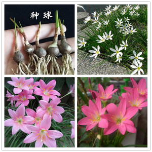 種球花卉十大牌子排行榜