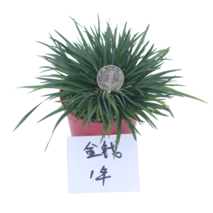 菖蒲盆栽十大牌子排行榜