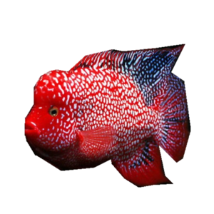 羅漢魚魚苗十大牌子排行榜