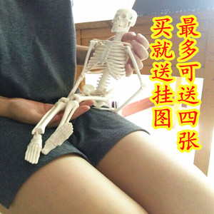 骨骼模型十大牌子排行榜