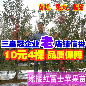 紅肉蘋果樹苗十大牌子排行榜