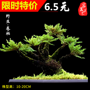 菖蒲盆景十大牌子排行榜