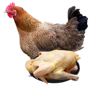 生雞肉十大牌子排行榜