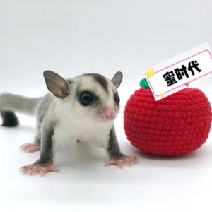 蜜袋十大牌子排行榜