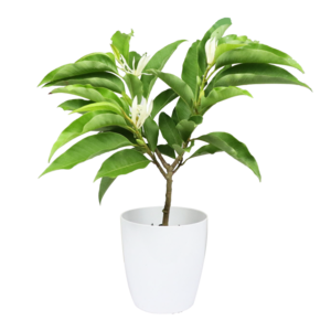 白蘭花盆栽十大牌子排行榜