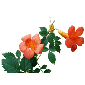 紫藤花樹苗十大牌子排行榜