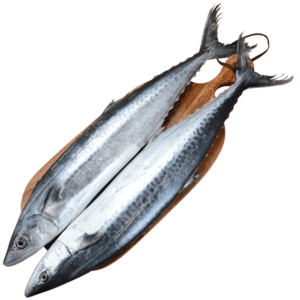 馬鮫魚十大牌子排行榜