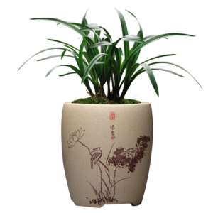 矮種蘭花十大牌子排行榜