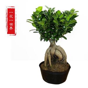 人參苗十大牌子排行榜