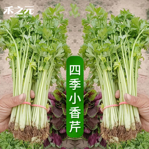 香芹十大牌子排行榜