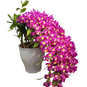 室內植物吊蘭十大牌子排行榜