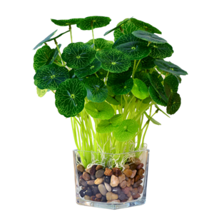 室內(nèi)仿真植物十大牌子排行榜